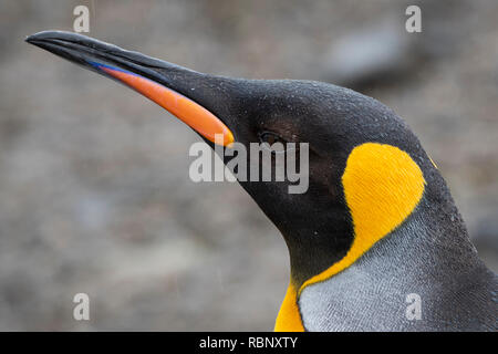 Georgia del Sud e della baia di Isles, Salisbury Plain. Dettaglio del pinguino reale faccia con gocce di pioggia. Foto Stock