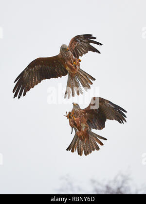 Una coppia di aquiloni nero (Milvus migrans) volare nel cielo uno contro l'altro Foto Stock