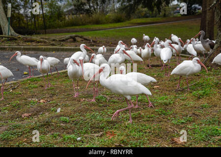 White Ibis congregano intorno a un laghetto urbano a Gainesville, Florida. Foto Stock