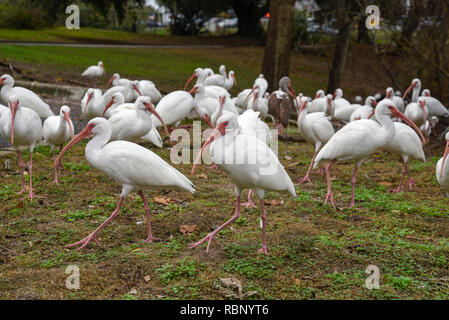 White Ibis congregano intorno a un laghetto urbano a Gainesville, Florida. Foto Stock