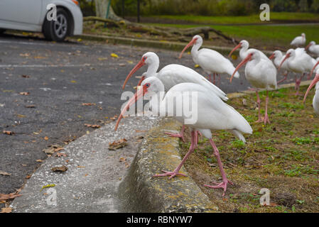 White Ibis congregano intorno a un laghetto urbano a Gainesville, Florida. Foto Stock