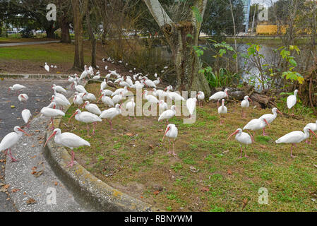 White Ibis congregano intorno a un laghetto urbano a Gainesville, Florida. Foto Stock