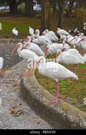 White Ibis congregano intorno a un laghetto urbano a Gainesville, Florida. Foto Stock