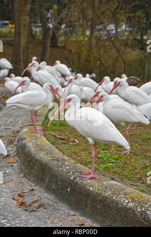 White Ibis congregano intorno a un laghetto urbano a Gainesville, Florida. Foto Stock