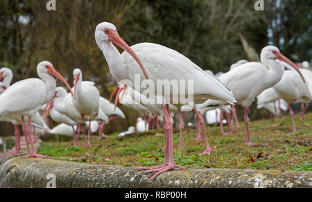 White Ibis congregano intorno a un laghetto urbano a Gainesville, Florida. Foto Stock