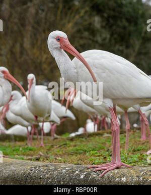 White Ibis congregano intorno a un laghetto urbano a Gainesville, Florida. Foto Stock