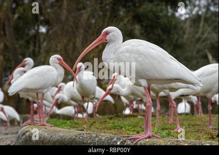 White Ibis congregano intorno a un laghetto urbano a Gainesville, Florida. Foto Stock