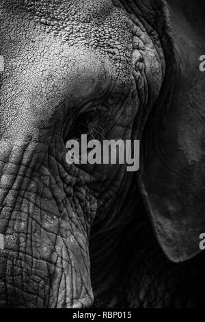 In bianco e nero di close-up di elefante africano del volto incrinato e pelle rugosa. L'elefante occhio sinistro e dell'orecchio può essere visto. Foto Stock