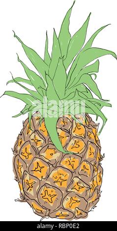 Vettore disegnati a mano ananas. L'estate tropicale di frutta stile inciso illustrazione. Perfetto per gli inviti, biglietti di auguri, poster. Illustrazione Vettoriale