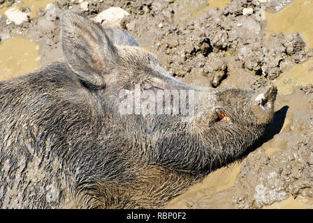 Un cinghiale dormire in un letto fangoso in una calda giornata estiva Foto Stock