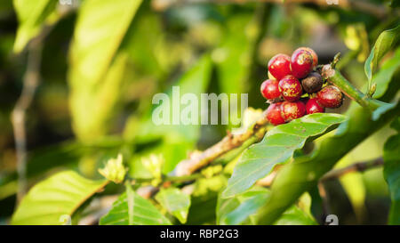 I chicchi di caffè la maturazione sul ramo coffee tree. azienda di caffè e piantagione in Indonesia. rosso di bacche di caffè Foto Stock