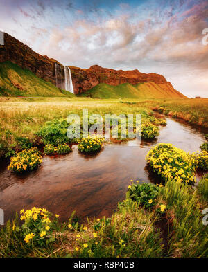 Bella vista del fiore del campo di colore verde in presenza di luce solare. Drammatica e una stupenda scena. Popolare attrazione turistica. Posizione luogo famoso Seljalandsfoss waterfa Foto Stock