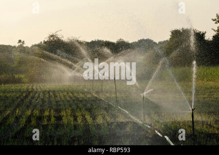 Irrigazione di sprinkler in onion campo di coltivazione, Ahmednagar, Maharashtra, India, Asia Foto Stock