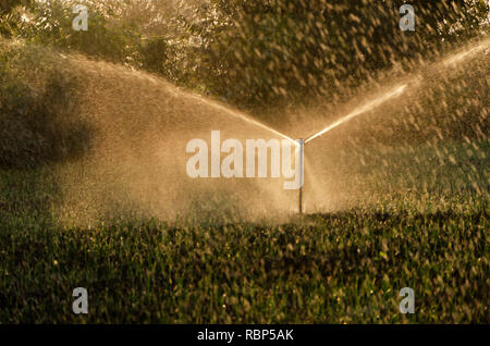 Irrigazione di sprinkler in onion campo di coltivazione, Ahmednagar, Maharashtra, India, Asia Foto Stock