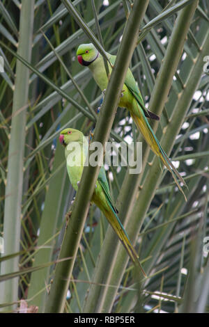 Una coppia di parrocchetto Rose-Ringed in un albero - un maschio e femmina in Muscat Oman (Psittacula krameri). Foto Stock