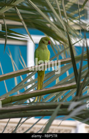 Un verde Rose-Ringed femmina parrocchetto in una struttura ad albero in Muscat Oman (Psittacula krameri). Foto Stock