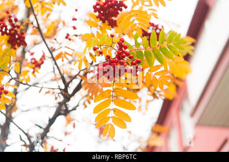 Rosso grappolo maturo di rowan con verde rowan le foglie in autunno. autunnale colorata di rosso rowan filiale. mazzetto di orange ashberry. beautiul giardino. ricca harbest nella stagione autunnale. Foto Stock