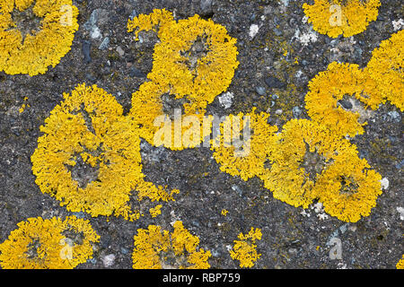 Xanthoria parietina (probabilmente) lichen. Noto anche come comune lichene arancione, giallo scala, maritime sunburst lichen e shore lichen. Trotternish, Skye Foto Stock