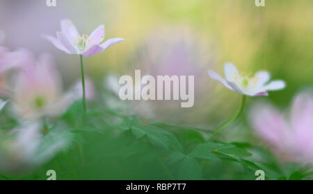 Wild bianco fiori di primavera, legno anemone nemerosa. Soft focus macro di fiori selvatici della foresta su uno sfondo sfocato. Foto Stock