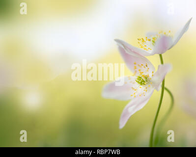 Un paio di bianco puro anemoni di legno intrecciate in un abbraccio amoroso. Anemone nemerosa, macro di una splendida foresta di primavera fiore. Soft focus con immagine Foto Stock