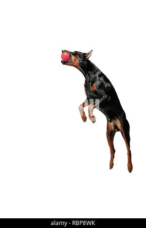 Cane Doberman isolati su sfondo bianco in studio. La nazionale il concetto di pet Foto Stock