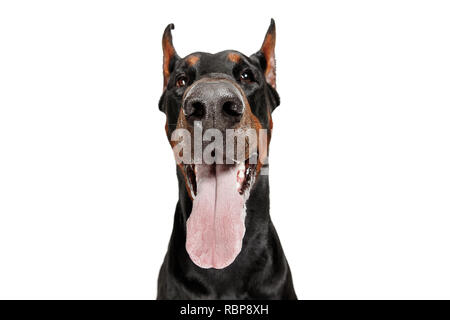 Cane Doberman isolati su sfondo bianco in studio. La nazionale il concetto di pet Foto Stock