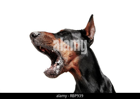 Cane Doberman isolati su sfondo bianco in studio. La nazionale il concetto di pet Foto Stock