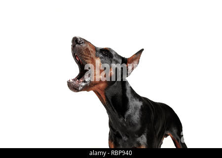 Cane Doberman isolati su sfondo bianco in studio. La nazionale il concetto di pet Foto Stock