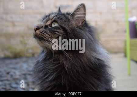 Un colpo laterale di un maschio di 6 anno vecchio nero/grigio capelli lunghi tabby contrassegnato moggy catturato nel giardino. Foto Stock