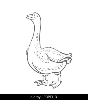 Oca Bianca isolata su sfondo bianco, oca disegnati a mano, illustrazione vettoriale sketch, pollame, cartoon funny goose Illustrazione Vettoriale
