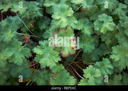 Geranium macrorrhizum fogliame in autunno Foto Stock