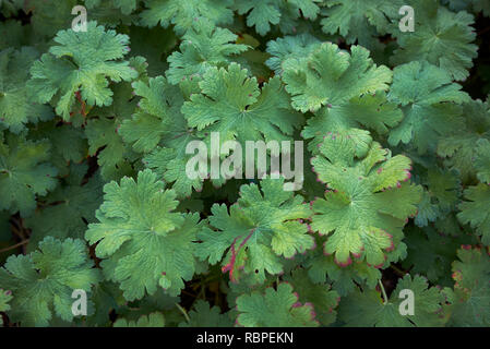 Geranium macrorrhizum fogliame in autunno Foto Stock