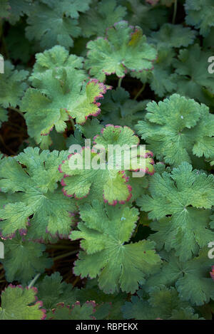 Geranium macrorrhizum fogliame in autunno Foto Stock