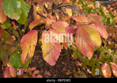 Parrotia persica fogliame in autunno Foto Stock