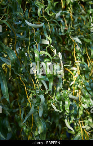 Salix alba filiale Foto Stock