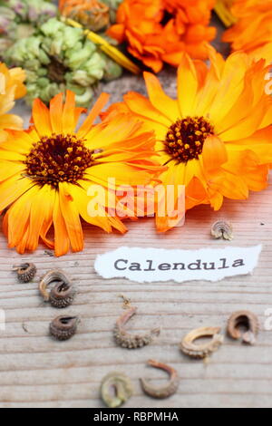 Calendula. Salvate le sementi e le teste dei fiori di Calendula o fiorrancio, REGNO UNITO Foto Stock