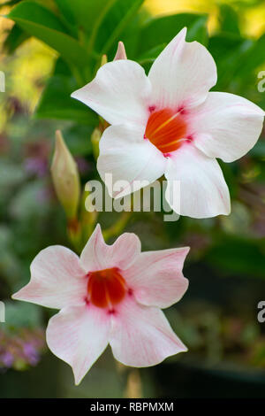 Dipladenia splendens (Mandevilla, Brasiliano gelsomino, cileno gelsomino) fiore close up, dettaglio Foto Stock