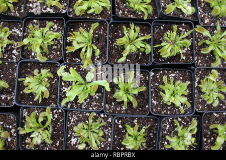 Baby Venere Fly Trap piante, Dionaea muscipula, che cresce nel prato soleggiato. Foto Stock