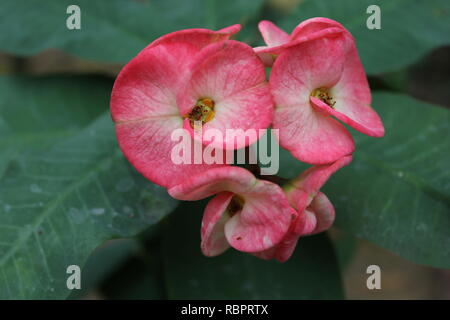 Corona di spine, Euphorbia milii, la corona di spine, pianta di Cristo, spina di Cristo, o fiore di Corona de Cristo che cresce nel prato. Foto Stock