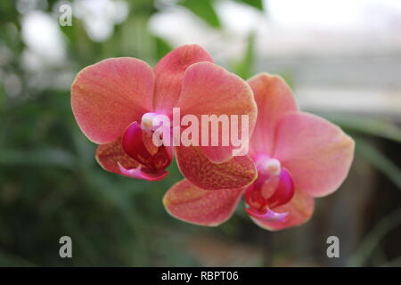 Rosa e arancio Phalaenopsis orchid, 蝴蝶兰属, hu die lan shu, orchidee di falena, che crescono nel prato soleggiato. Foto Stock