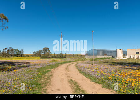 NIEUWOUDTSVILLE, SUD AFRICA, Agosto 29, 2018: fiori selvatici a Willemsrivier vicino Nieuwoudtville nel nord della provincia del Capo. Edifici agricoli sono vis Foto Stock