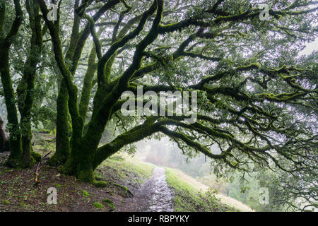 Moss coperti di lecci, California Foto Stock