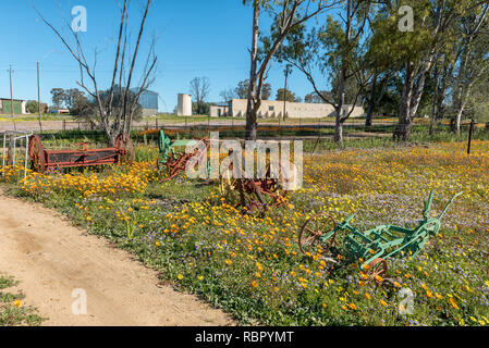 NIEUWOUDTSVILLE, SUD AFRICA, Agosto 29, 2018: Historic Farm Equipment tra fiori selvatici a Willemsrivier vicino Nieuwoudtville nel Capo Settentrionale Foto Stock