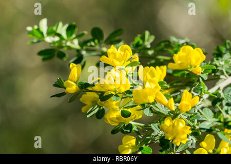 Scotch ginestra; inglese ginestra; comune scopa (Cytisus scoparius, Sarothamnus scoparius) blooming, California Foto Stock