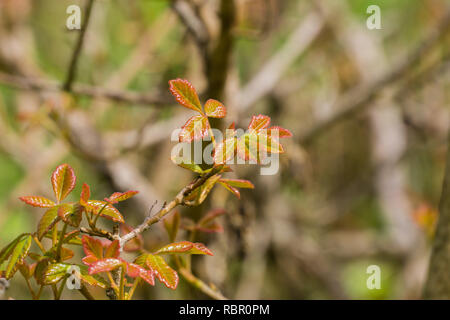 Nuova quercia di veleno foglie, California Foto Stock