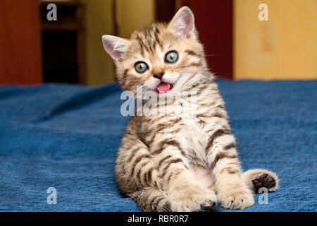 Piccolo sciocco British gattino divertente seduta sul divano con la sua lingua al di fuori della sua bocca e guardando la telecamera Foto Stock