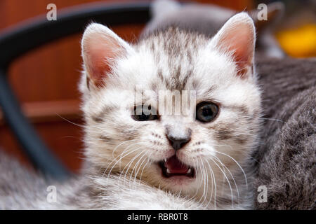 Il muso di un buffo British gattino che guarda a sorpresa per la fotocamera con la bocca aperta Foto Stock