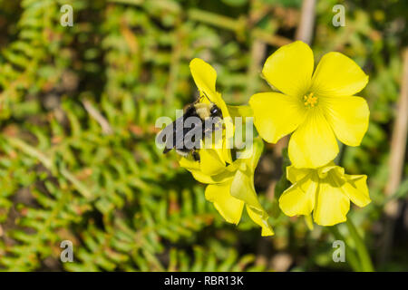 Bumblebee impollinare a Bermuda buttercup flower, California Foto Stock