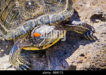 Close up di tartaruga dalle orecchie rosse (Trachemys scripta elegans) tartaruga a prendere il sole, California Foto Stock
