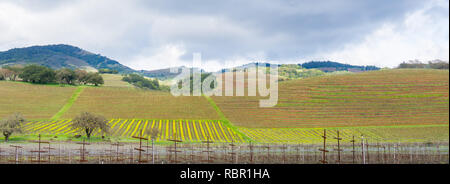 Panorama di Sonoma Valley all'inizio della primavera, California Foto Stock